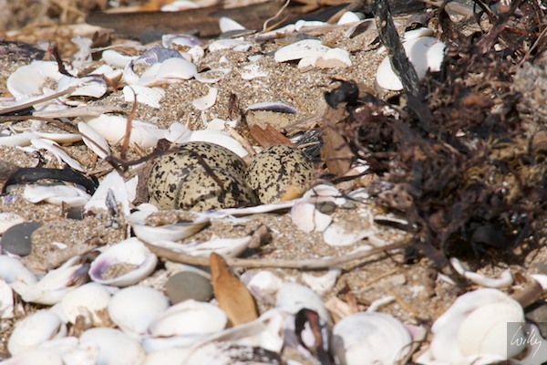 NewZealand 09 10  036